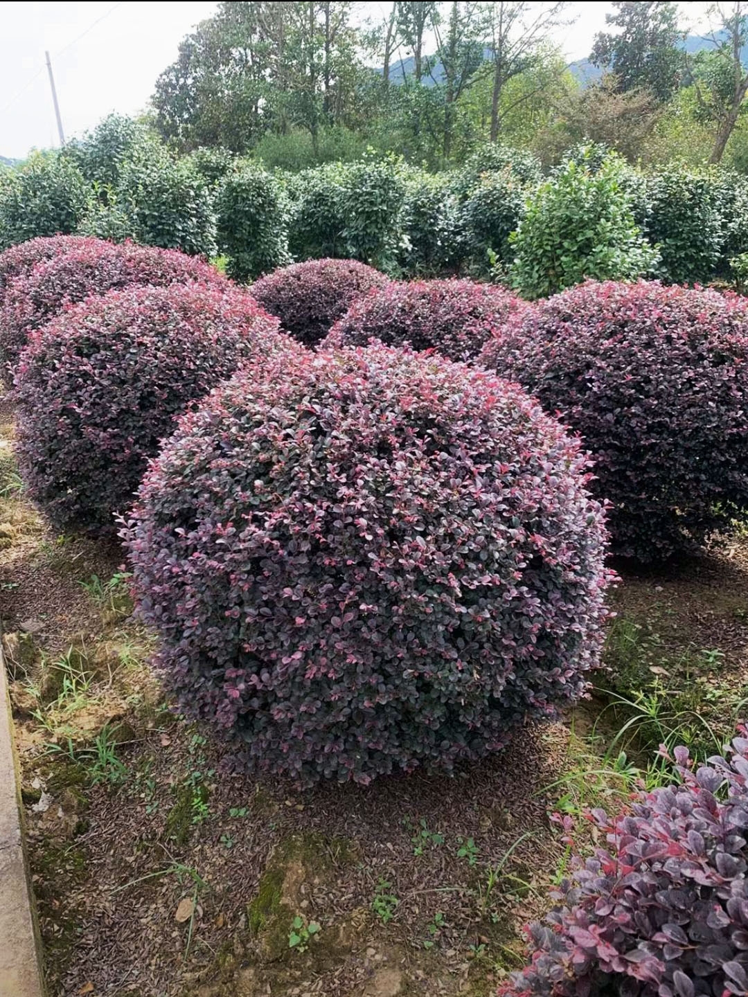 绿化植物球型金叶亮晶女贞茶梅冬青黄杨檵木四季常青庭院花园造景 - 图1