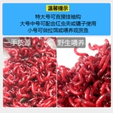 Свежие красные насекомые, крупные общественные черви живой приманкой приманка и приманка сома дикая приманка Рыбалка с красный червь Тяньцзин