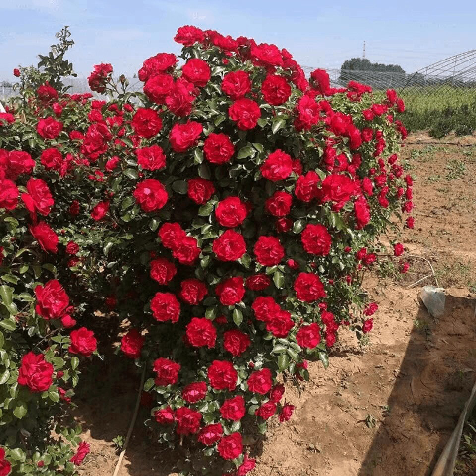 东北抗寒精品鲁硕红土球发货大型藤本月季多季强健抗病,淘宝优惠券,粉丝福利购,淘宝优惠卷