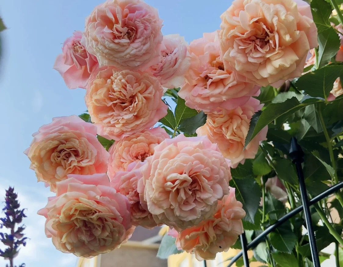 蜜桃冰淇淋月季 科德斯ADR月季 浓香抗病强小藤本,淘宝优惠券,粉丝福利购,淘宝优惠卷