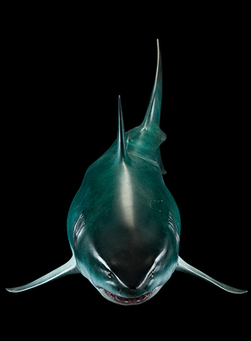 鲨鱼drive发售全国限量30件铜雕