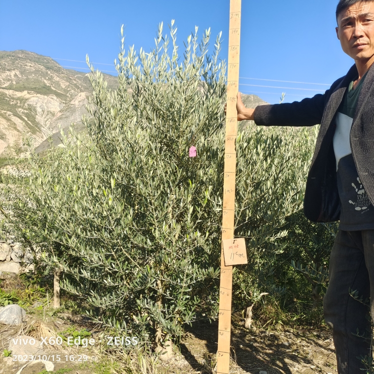 一物一拍油橄榄树盆栽大型绿植阳台庭院自然树植物四季常绿景观树 - 图1