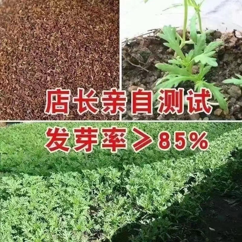 【割完又长】大叶茼蒿菜四季皇帝菜阳台庭院盆栽四季秋冬蔬菜新鲜-图2