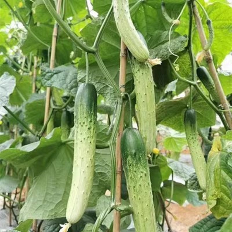 湘榆牌杂交甜脆王黄瓜种子高产旱黄瓜种籽季春季夏季水果蔬菜种孑,淘宝优惠券,粉丝福利购,淘宝优惠卷