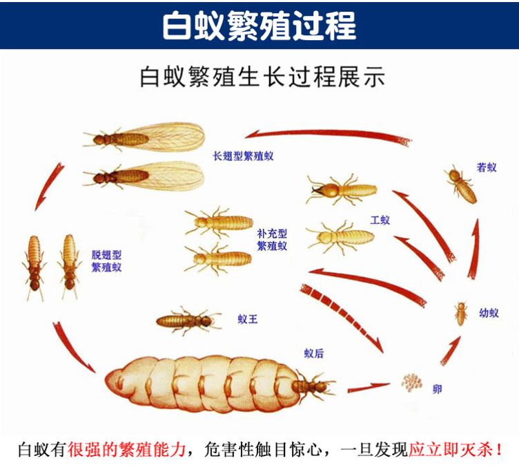 灭白蚁防治专用药强力杀除飞蚁的药粉白蚂蚁一窝全窝端家用杀虫剂 - 图1