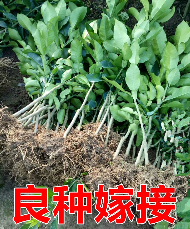 越南红心青柚苗 翡翠血柚苗 青皮红肉红心柚子树苗 当年结果树苗 - 图0