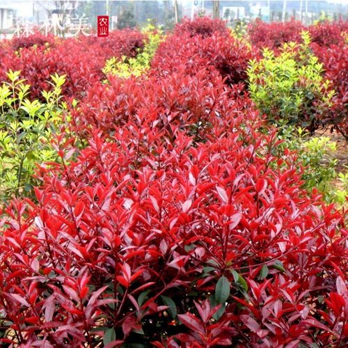 红叶石楠树苗小苗红罗宾红叶石楠球形苗庭院植物高杆行道绿化苗木 - 图2