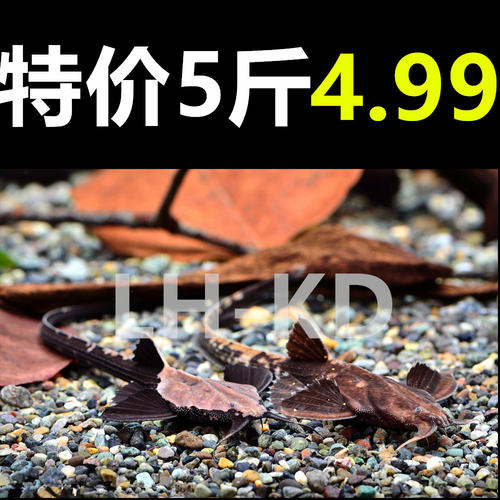溪流沙大矶沙鼠砂化妆砂南美鱼缸造景铁胆鹅卵石溪流缸河沙套餐 - 图2