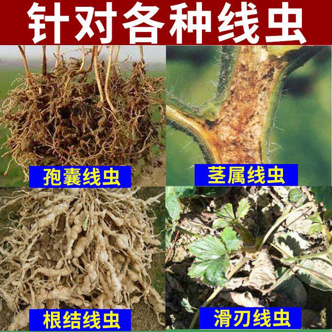 根结线虫专用根线净线虫净长枝木霉淡紫紫孢菌果树蔬菜大棚冲施,淘宝优惠券,粉丝福利购,淘宝优惠卷