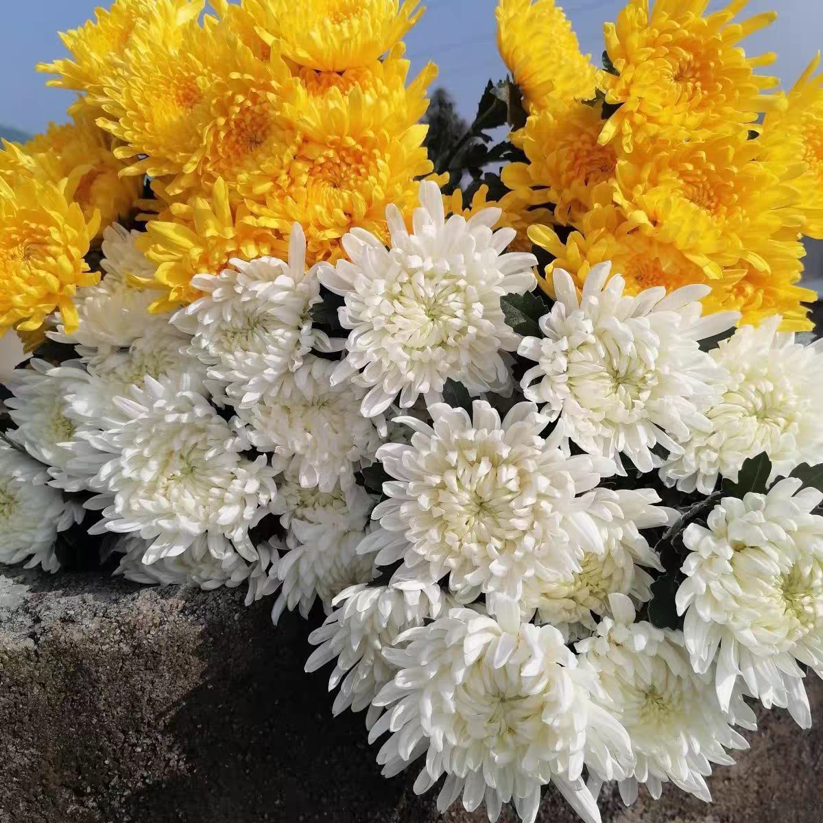 菊花鲜花新鲜白菊黄菊花清明节哀悼祭祖扫墓云南昆明基地直发