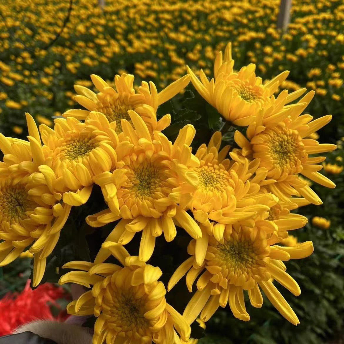 菊花鲜花新鲜白菊黄菊花清明节哀悼祭祖扫墓云南昆明基地直发