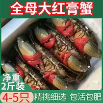 Mangrove Wild Special Red Cream Crab Fresh Crab Fresh Crab Two Catties Loaded Net Weight 4 ~ 5 Full Mare Blasting Cream