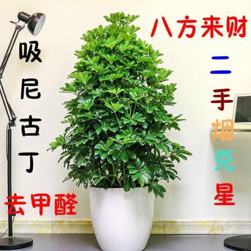 八方来财鸭脚木盆栽植物大型室内客厅招财树四季常青吸甲醛七叶莲