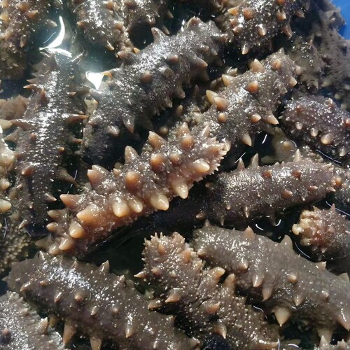 大连即食海参500g开袋底播辽刺参冷冻海鲜水产4-13只礼盒送礼 - 图2