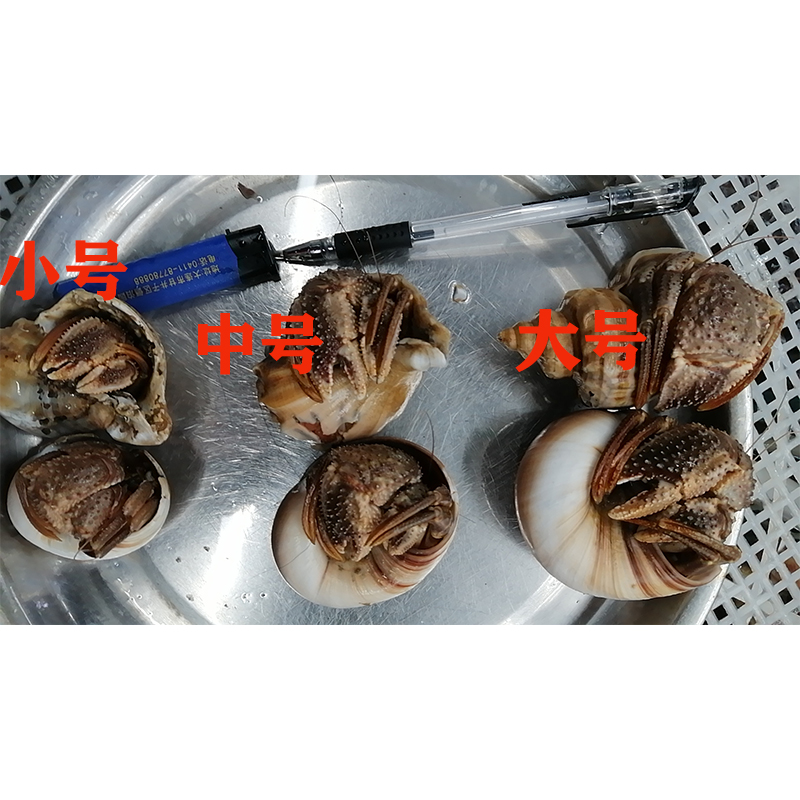 大连海鲜特产鲜活虾怪贝类食用天然野生小螃蟹椰子蟹大寄居蟹海怪 - 图1