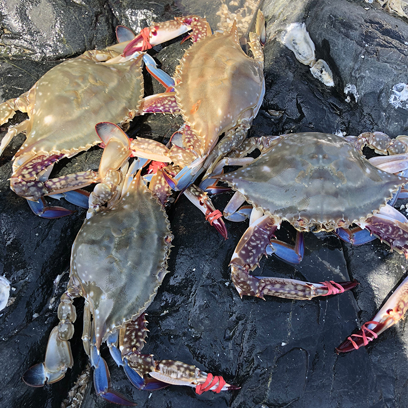 大连海鲜飞蟹特大野生海捕水产新鲜黄海花螃蟹白蟹鲜活鲜活梭子蟹 - 图0