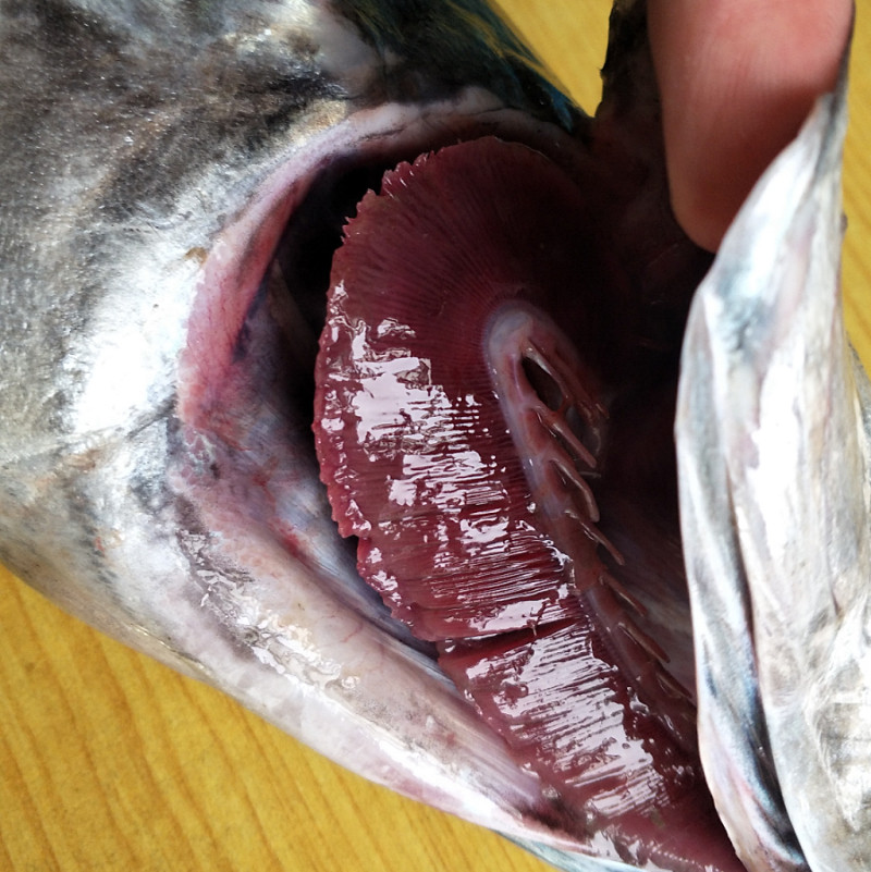 大连海鲜特产新鲜鲜活冷冻马鲛鱼马交送礼深海蓝点整条大燕鲅鱼,淘宝优惠券,粉丝福利购,淘宝优惠卷