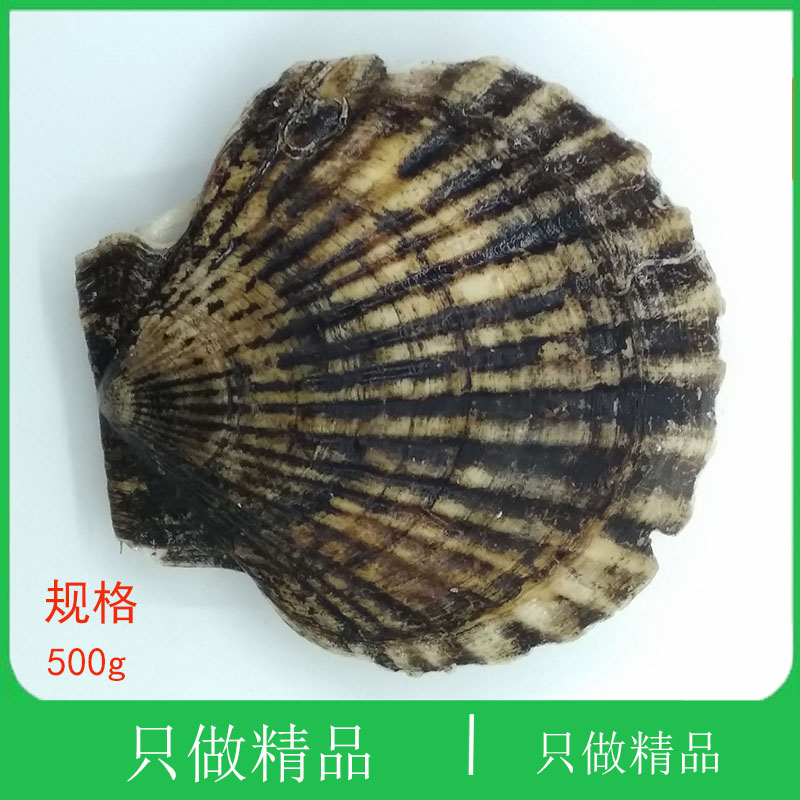 Dalian seafood cayenne scallops are caught on the same day