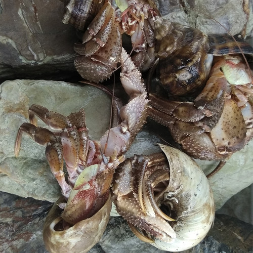 大连海鲜海货特产鲜活网红活体食用新鲜椰子蟹超大寄居蟹海怪虾怪 - 图0