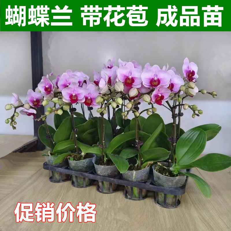 蝴蝶兰盆栽年宵花卉带花苞四季开花不断阳台庭院办公室内植物绿植-图0