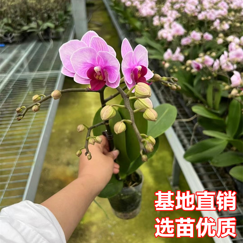 蝴蝶兰盆栽年宵花卉带花苞四季开花不断阳台庭院办公室内植物绿植 - 图1