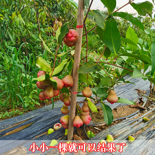 黑金刚 黑糖芭比莲雾嫁接苗 大叶红 水果盆栽地栽果树苗庭院种植 - 图0