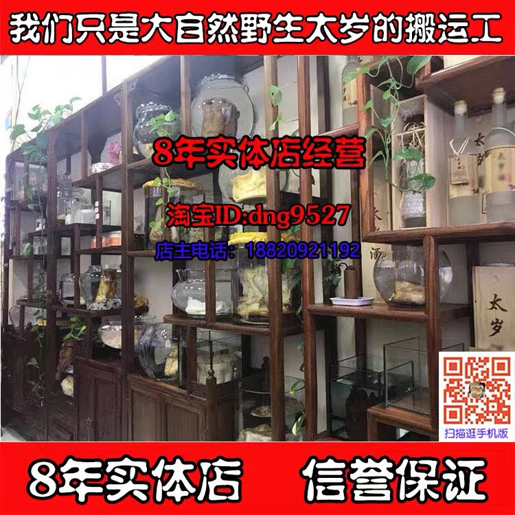 【8年实体店】太岁肉灵芝 高品质 活性好 小精品整体小太岁 130克 - 图3