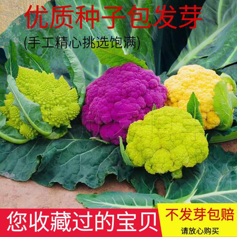 紫色花椰菜 新人首單立減十元 21年8月 淘寶海外