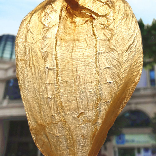 滋元康 本港白花胶溪沃陈年白莲鱼胶250g滋补干货花胶干货正品 - 图2