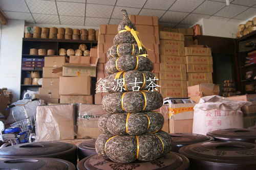 现货 早春茶冰岛古树普洱茶叶生茶古树茶珍藏品散茶金瓜 - 图0