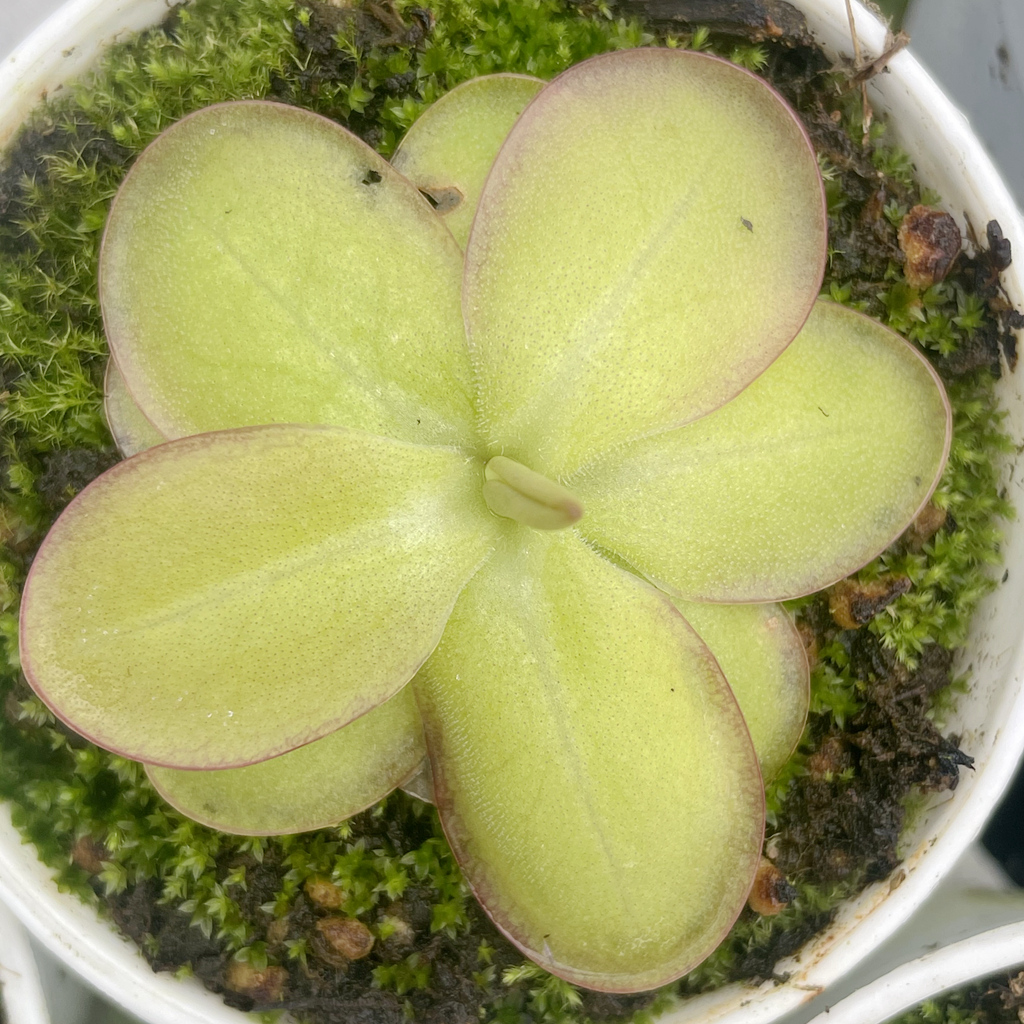 食虫植物立博瑞捕虫堇多肉食人花捕蝇草驱蚊草卧室喜阴花卉盆栽,淘宝优惠券,粉丝福利购,淘宝优惠卷