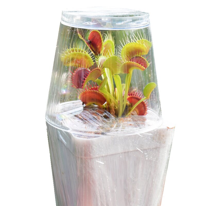 捕蝇草猪笼草食虫草食人花驱蚊捕蚊植物种子苗桌面花卉小盆栽绿植,淘宝优惠券,粉丝福利购,淘宝优惠卷