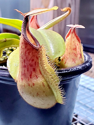 钩唇交维奇猪笼草食虫植物漂亮可爱的笼子hamata x veitchii - 图0