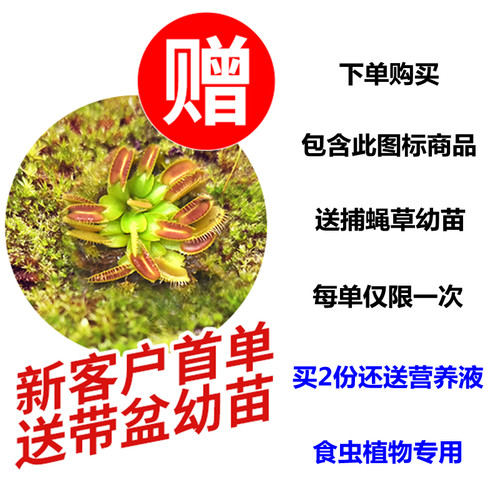 捕蝇草食人花猪笼草盆栽食虫植物食蝇草食虫草茅膏菜种子室内阳台 - 图1