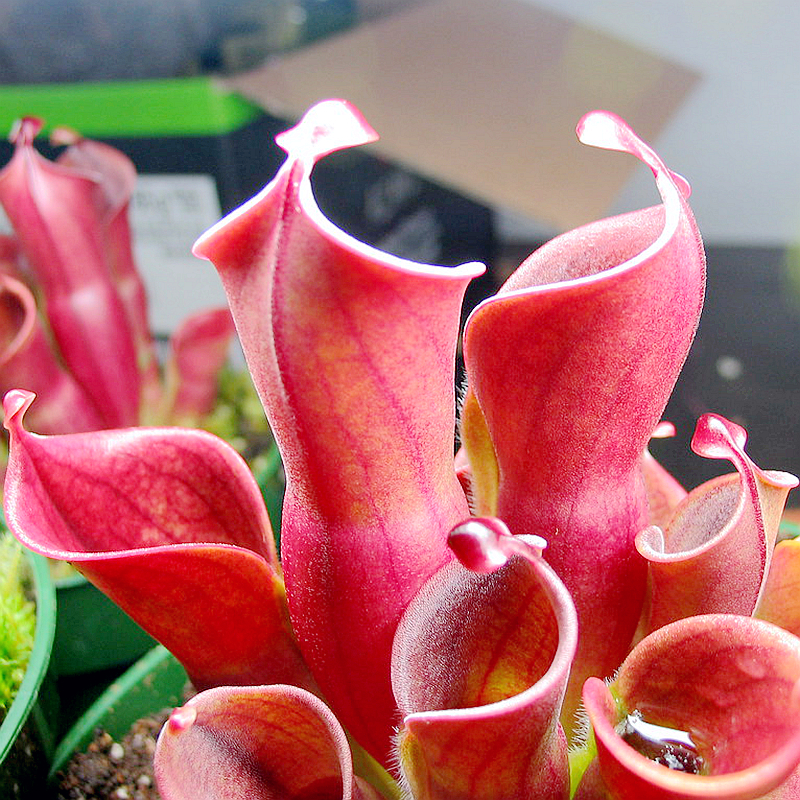 食虫植物小太阳瓶子草可爱萌物苔藓缸鱼缸造景微景观桌面花卉盆栽,淘宝优惠券,粉丝福利购,淘宝优惠卷