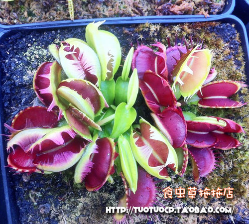 食虫植物模糊牙 捕蝇草 贝壳 三头犬 海神 镜像等 种好发货噢！ - 图0