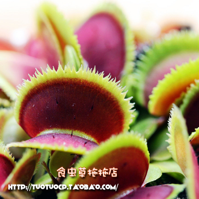 捕蝇草猪笼草食虫草食人花驱蚊捕蚊植物种子苗桌面花卉小盆栽绿植,淘宝优惠券,粉丝福利购,淘宝优惠卷