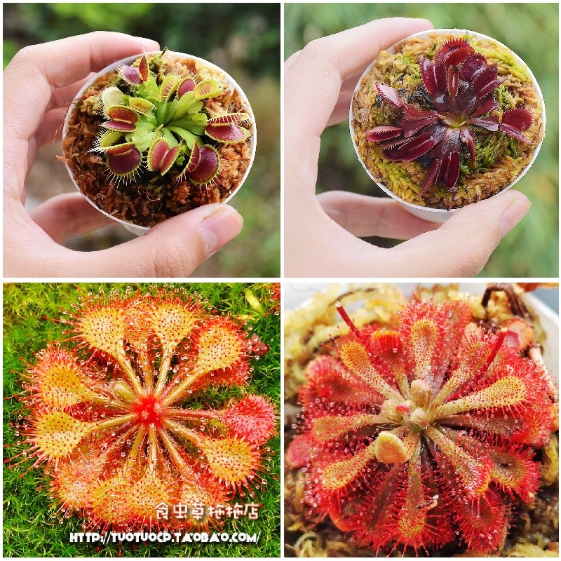 食虫植物-捕蝇草瓶子草猪笼草茅膏菜盆栽食虫草【新手套餐包邮】,淘宝优惠券,粉丝福利购,淘宝优惠卷