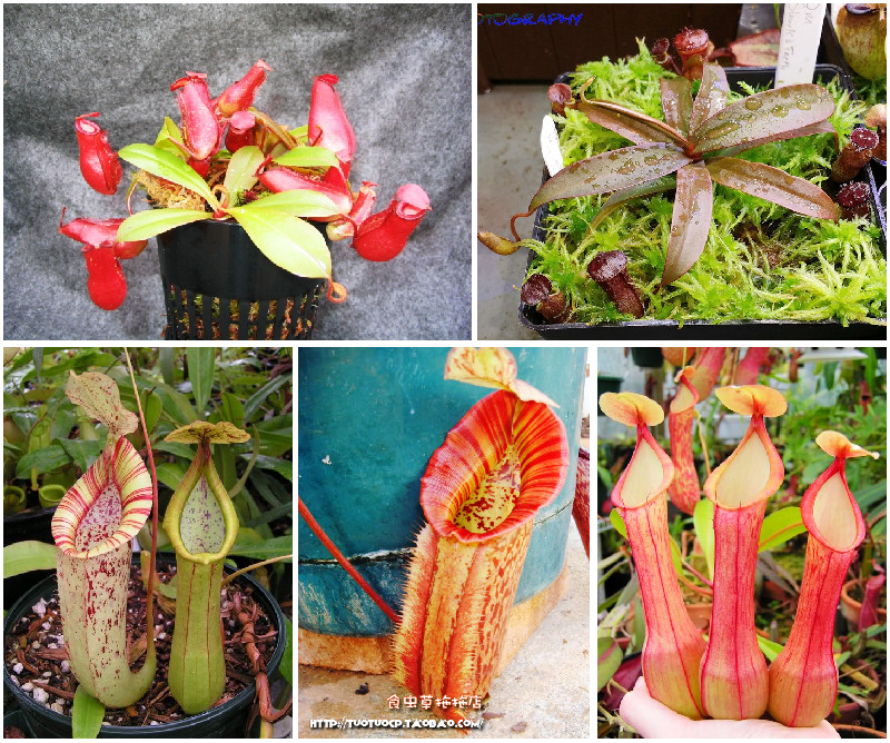 食虫植物-捕蝇草瓶子草猪笼草茅膏菜盆栽食虫草【新手套餐包邮】,淘宝优惠券,粉丝福利购,淘宝优惠卷