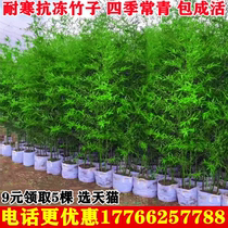 Bamboo Seedling Courtyard Four Seasons Green Plant North Resistant Cold Purple Bamboo Seedling Early Garden Bamboo Rohan Large Mullet Outdoor Potted Plant