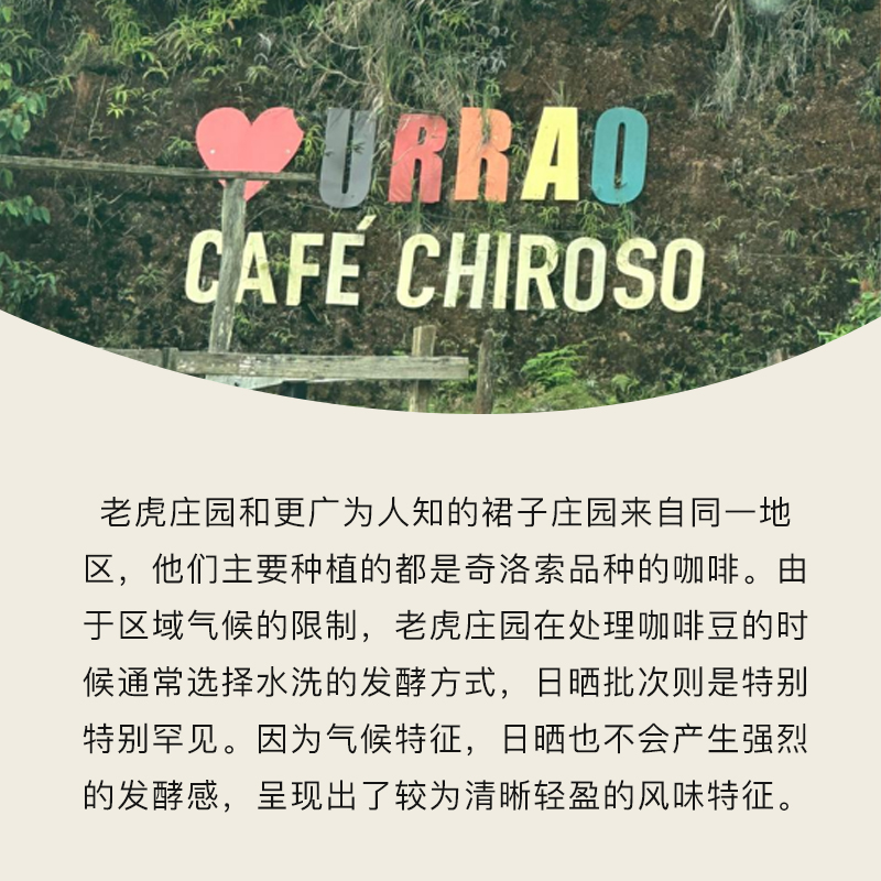 扑满咖啡小豆种系列哥伦比亚安弟佳老虎庄园奇洛索日晒手冲咖啡豆-图3