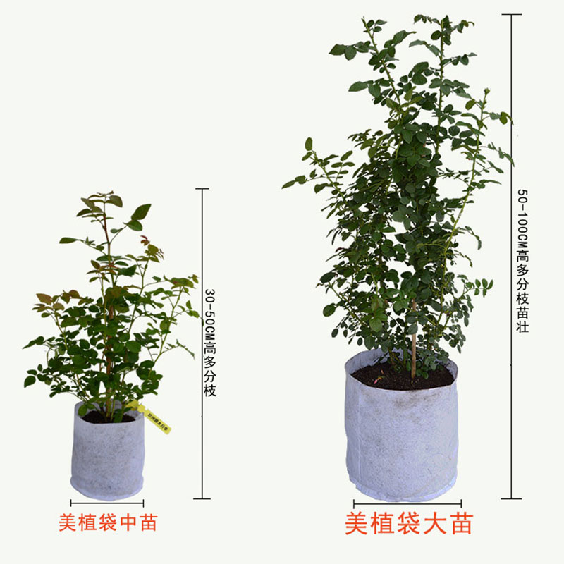 八匹马欧月藤本月季大游行大花浓香庭院阳台花卉爬藤植物蔷薇花苗 - 图2