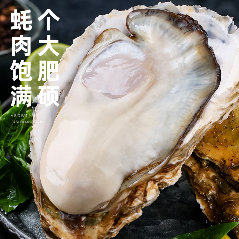 品质乳山生蚝鲜活5斤水产海鲜特大生海蛎子整箱批发10生蚝肉牡蛎 - 图0