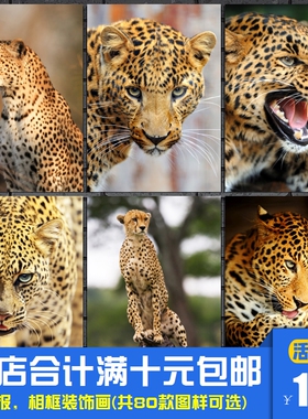 花豹猎豹豹子 草原猛兽海报装饰画动物园生物教室挂画相框墙画