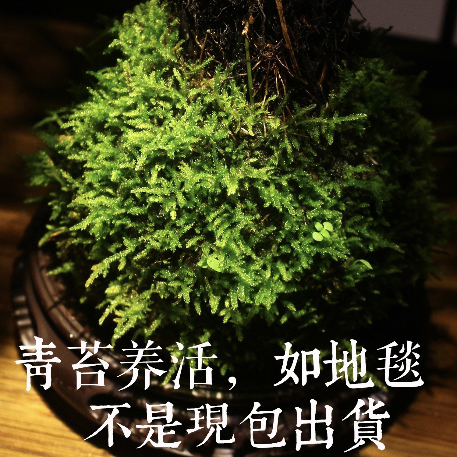 浮檀蕨苔玉球苔藓球蕨类植物绿植一叶蕨大型盆栽盆景造景 - 图2