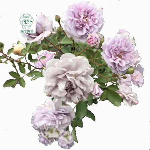 蓝色阴雨浓香藤本月季花苗阳台爬藤玫瑰蔷薇攀援植物盆栽蓝紫色花 - 图0