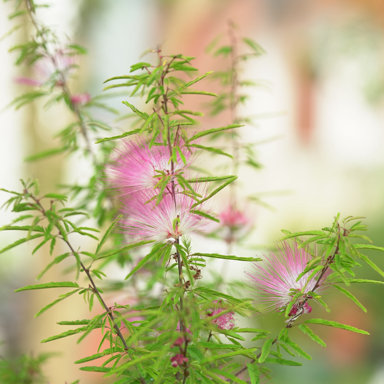 细叶粉扑花香水合欢盆栽苗阳台庭院花卉四季常绿花期超长 筑梦乡野 淘优券
