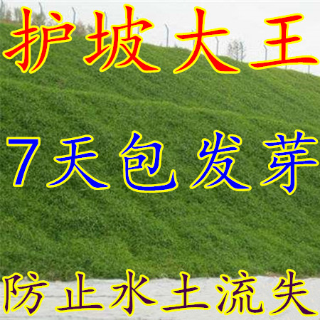 草坪种子美国四季青草坪狗牙根草籽球场庭院护坡种子不修剪耐践踏 草坪种子美国四季青草坪狗牙根草籽球场庭院护坡种子不修剪耐践踏