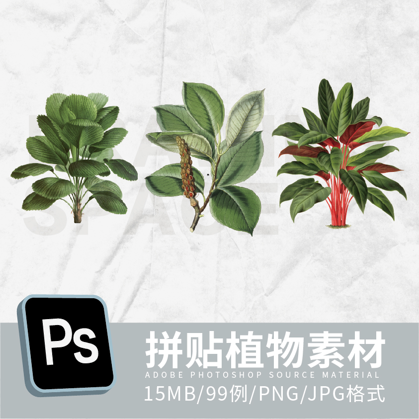 PS拼贴植物素材99例PNG/JPG格式-图0