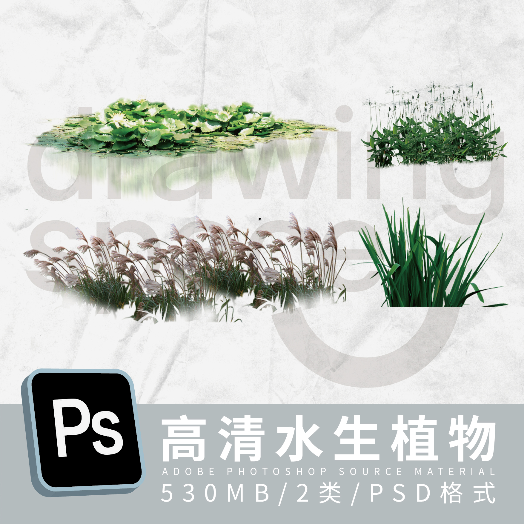 高清水生植物素材psd各式/荷花荷叶/芦苇/水草/睡莲 - 图1